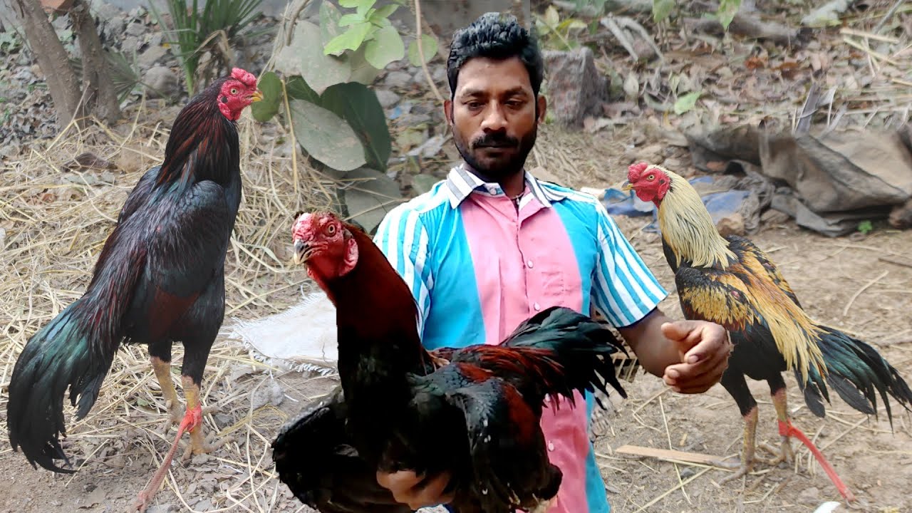 ASSEL MURGI top 10 Roosters Best Breeds Amazing Gamefowl Chicken with names  and price in India - YouTube