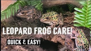 How to care for leopard frogs in captivity! (Setup,feeding, ect!)
