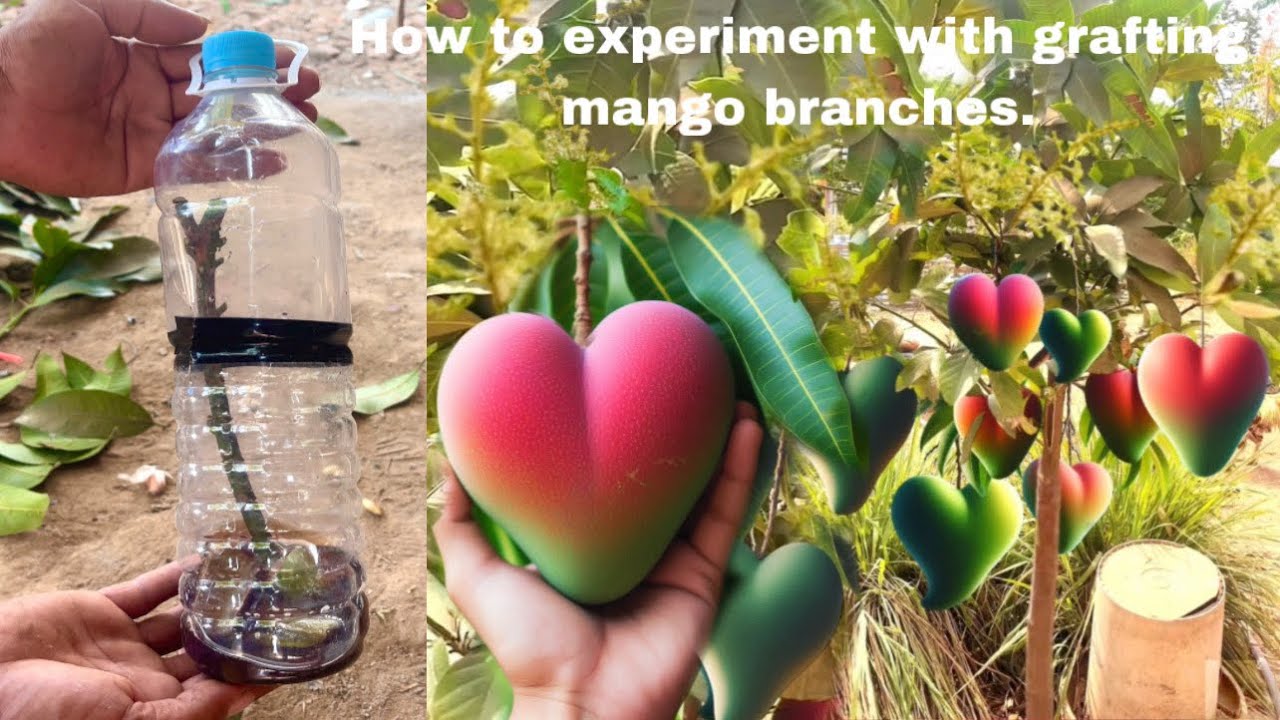 How to experiment with grafting mango branches - YouTube