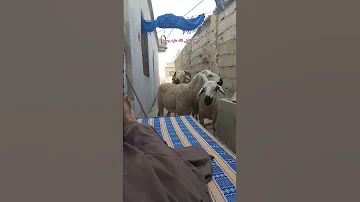 صلو على الحبيب المصطفى اكسبلور صبرو لايك رب اقنباسات القزابري الرحمن دويتو تيك توك ترند 