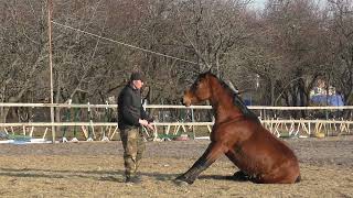 Обучение лошади.Работа без железа.Рабочие моменты с курса Horse Family 