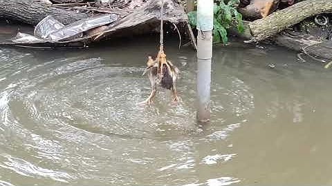 Nhấp cá lóc bằng vịt và cái kết bất ngờ sau hơn 1 tiếng : Duy mỹ tú