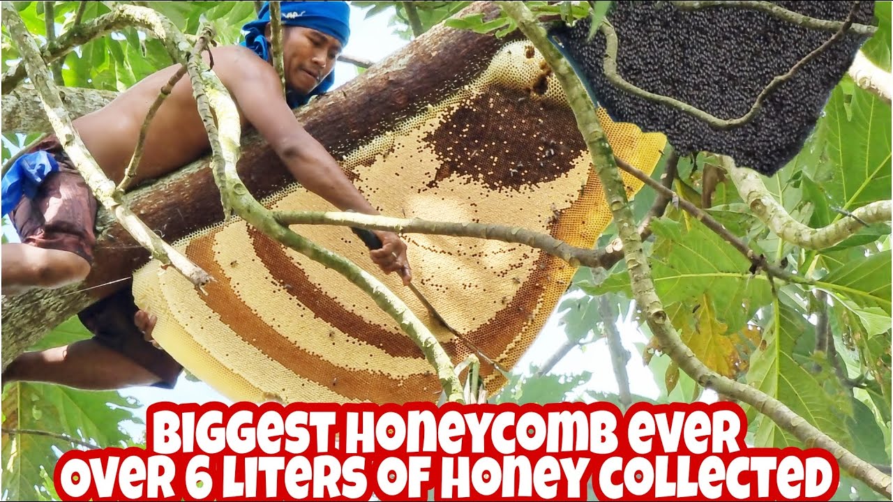 Harvesting Honey From Giant Wild Honey Bee in Philippines