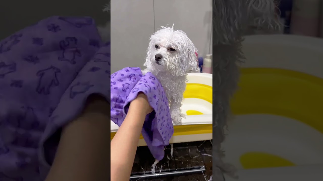 Dog Bathing 