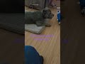 #dog #pitbull #pitbullsoftiktok