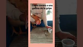 como curar a una gallina de el moquillo o gripe 100% Edectivo