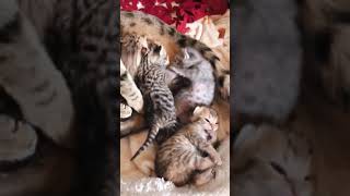 new cat mom by I Love My Dog 7 views 1 year ago 1 minute, 27 seconds