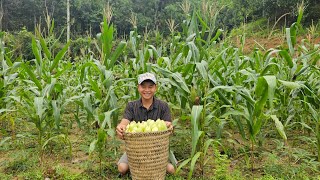brought corn to the market to sell, the result after working with my grandmother , Sung Ao po