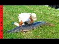 BIGGEST Freshwater FISH CAUGHT in CITY! **MEGALODON**