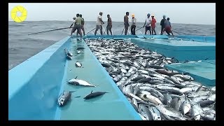 Big Catch On The Sea Fast Fishing Tuna Skill | Too Many Fish