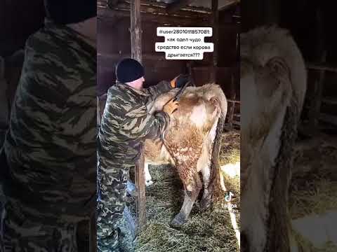 فيديو: هل يمكنك إصلاح خيول البقر المربوطة؟