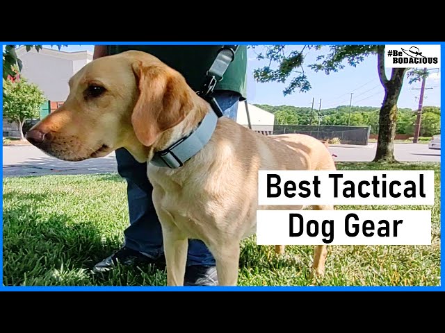 Best Dog Collar and Leash  Ultimate Review of Let's Perfect 