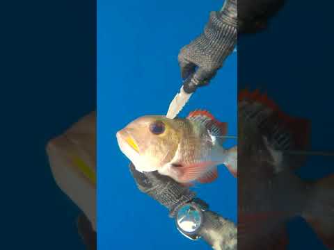 This Fish Is Smarter Than Me...