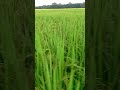 #ekmotahathighumechala #love #hindi #duet #viralshort #funny #adhuniknagpurisong #viralmusic #viral