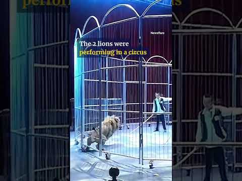 2 lions break out of enclosure during circus show in China #shorts