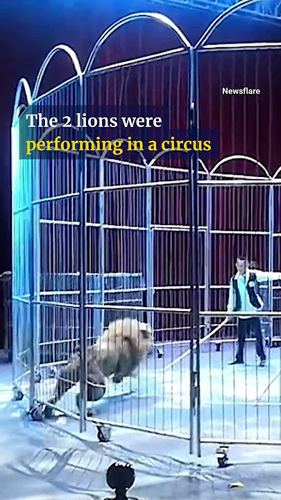 Escaped circus lion captured after prowling the streets of Italian