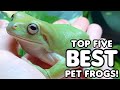 Top Five Best Pet Frogs!