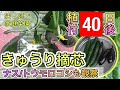 【きゅうり摘心『完全解説』】植付40日後の菜園状況　ナス／とうもろこしも一挙解説！！