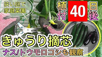 狭い庭で家庭菜園