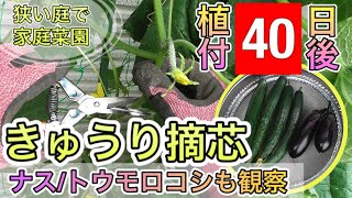 【きゅうり摘心『完全解説』】植付40日後の菜園状況　ナス／とうもろこしも一挙解説！！