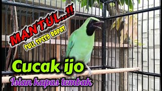 cucak ijo isian full besetan kapas tembak gacor untuk melatih mental cucak ijo bahan #cucakijo