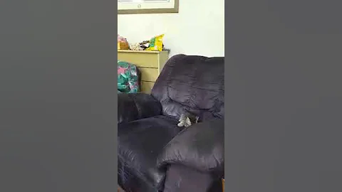 Ade kitty