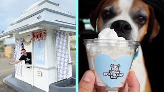 Taking my dogs to get Puppuccinos 🐶☕ by PAWONDER 86,070 views 3 years ago 6 minutes, 54 seconds