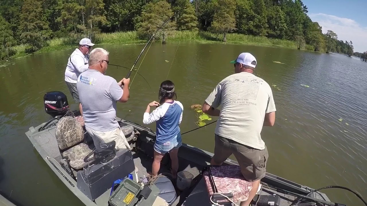 South Carolina alligator hunt YouTube