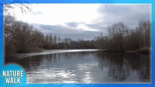 Walking by the lake as winter approaches (Nature Visualizer)