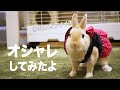 服を着てオシャレをしてみたうさぎ#103