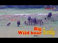 very big wild boar family #wildlife #pig