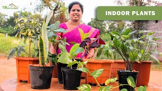 Indoor Plants | வீட்டிற்குள் வளர்க்க கூடிய செடிகள் | Tamil