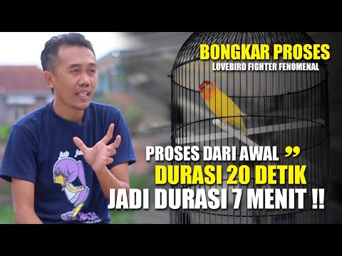 TERBONGKAR SUDAH PROSES DARI AWAL LOVEBIRD FIGHTER CANDI PUTRI BISA JADI DURASI 7 MENIT!!