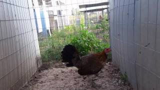 Gallina hatch gary gilliam