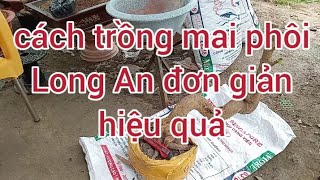 phần 67: Cách trồng mai phôi đơn giản hiệu quả.