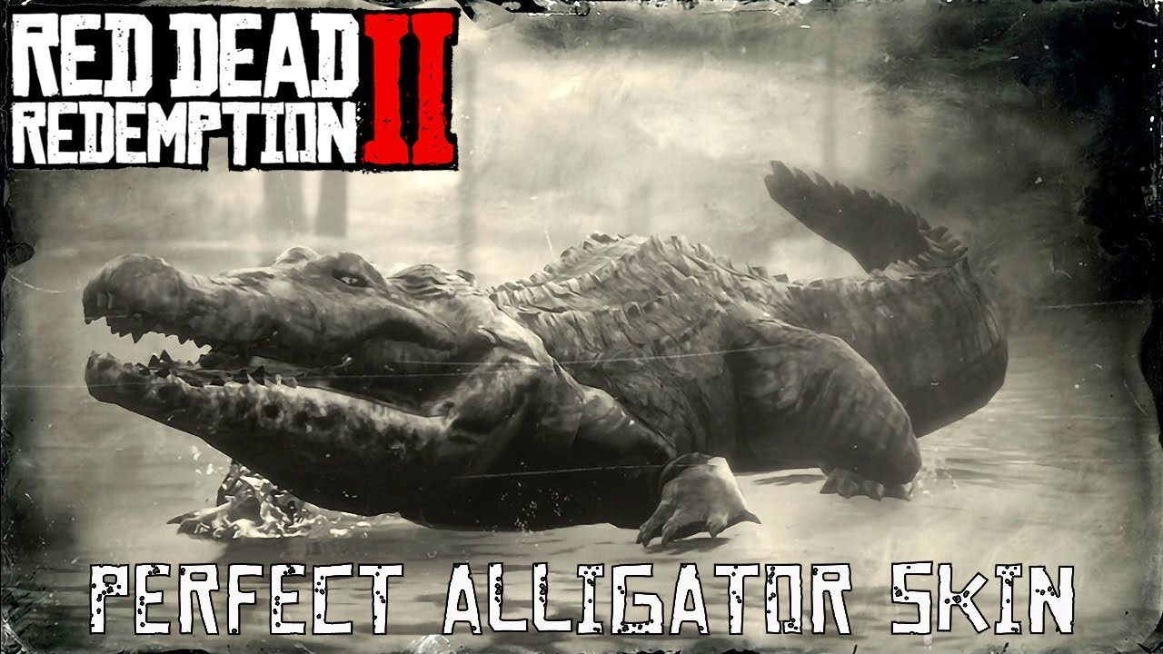 How To Get Perfect Alligator Skin Rdr2 Red Dead Redemption 2 - Perfect Alligator Skin - YouTube