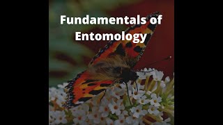 INSECT  CIRCULATORY  SYSTEM