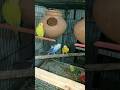 Australian Budgies || الببغاء الأسترالي || ऑस्ट्रेलियाई बुग्गीज़ || Periquitos || @SSSBirdsAviary