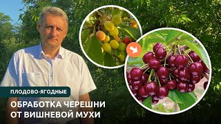 Как защитить черешню от вредителей? Вишневая муха