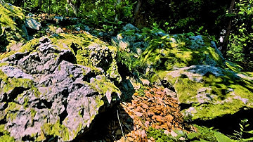 Unreal Engine 5 - Broadleaf Forest Biome [Ultra Highend Settings] [V4.0.0] [NO VR]