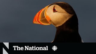 Thousands of Atlantic puffins die in North America's largest puffin colony