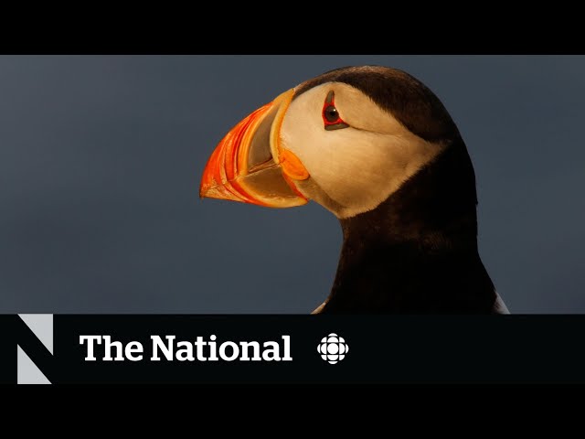 Climate change is causing problems for puffins : NPR