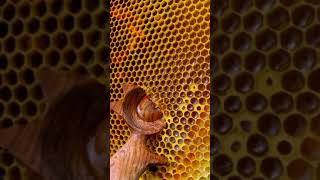 اطيب انواع العسل عسل بشهدو