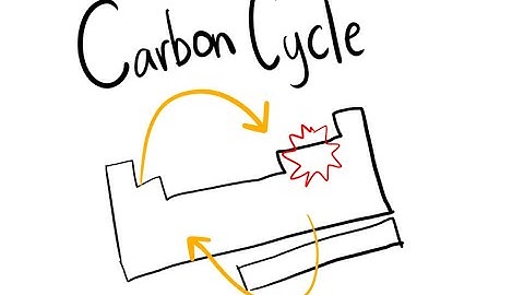 The Carbon Cycle and Impact of Forest Fires