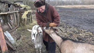 Цікава розповідь старожилів Журавлів села Чупахівка Сумської області