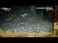 《秘境之眼》 豹猫 20240201| CCTV