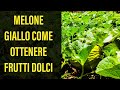 Melone Giallo nell'Orto Iniziamo a pensare ai Frutti