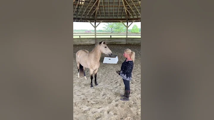 Lindsay Campbells horse Lluvia del La Pluma and Yv...