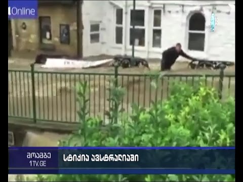 ნიანგები ავსტრალიის ქალაქ დეილი რივერის ქუჩებში