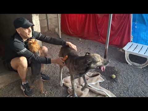 Buddy and Rocky video